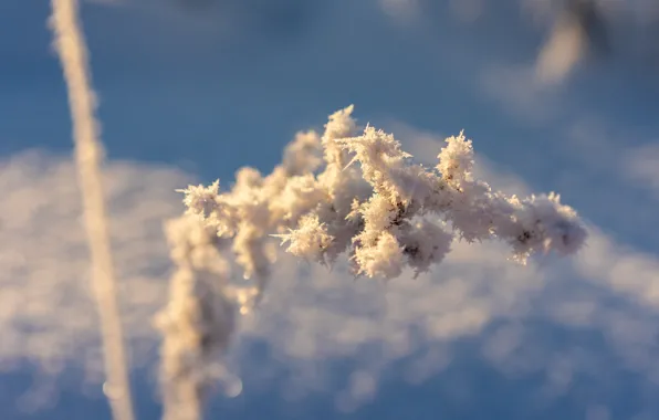Холод, зима, иней, трава, снег, под снегом