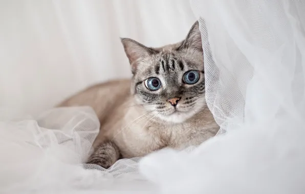 Кошка, кот, взгляд, голубые глаза, светлый фон, невская маскарадная