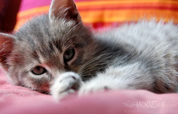 Картинка кот, лежит, моется