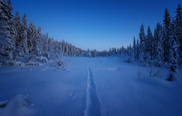 Зима, лес, снег, ели, Норвегия, тропинка