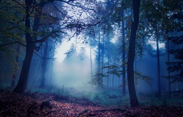 Картинка лес, туман, листва, Осень, сумерки, autumn, leaves, fog