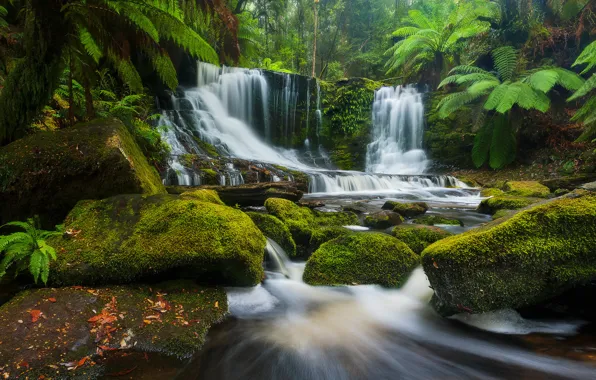Картинка лес, река, камни, водопад, Австралия, каскад, Australia, Tasmania