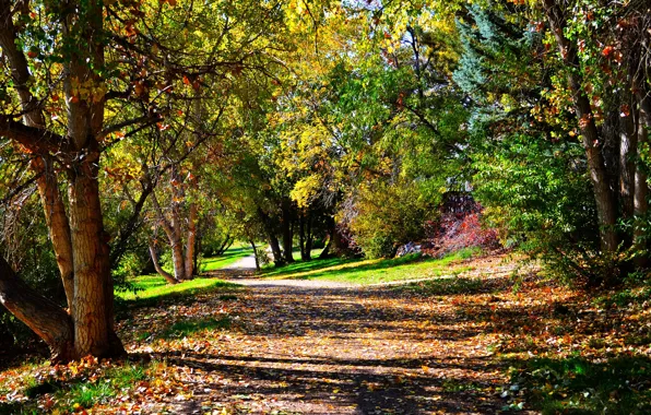 Осень, деревья, листва, тропа, листопад, trees, Autumn, leaves