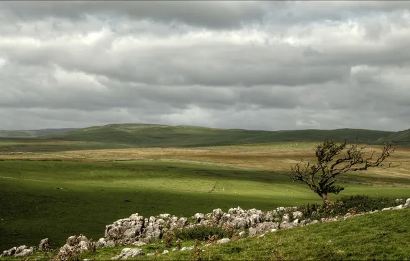 Поле, деревья, пейзаж