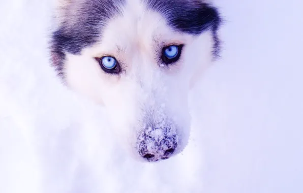 Картинка глаза, снег, хаски