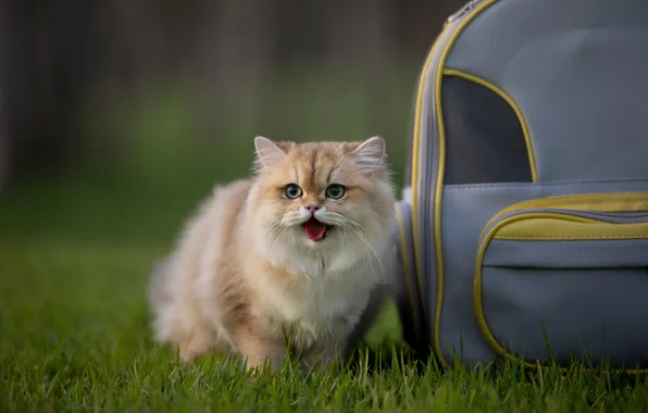 Язык, кошка, трава, кот, взгляд, природа, поза, поляна