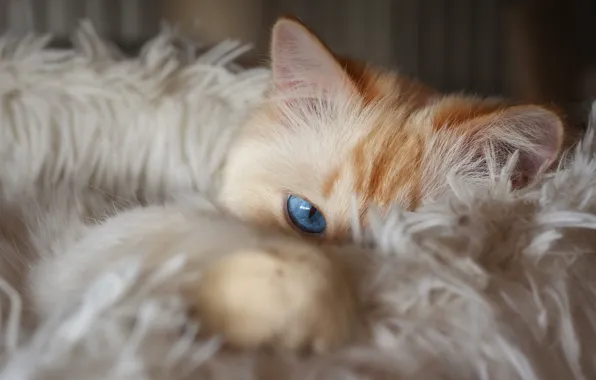 Кошка, белый, кот, взгляд, поза, рыжий, лежит, мех