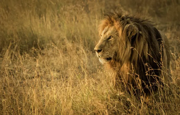 Картинка трава, лев, царь зверей, саванна, Африка, дикая кошка, Танзания