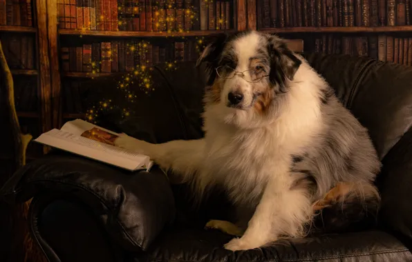 Взгляд, поза, темный фон, книги, собака, кресло, очки, книга
