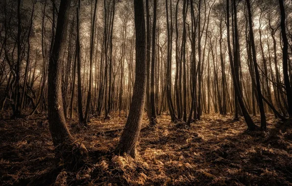 Лес, деревья, Landschaftsfotografie