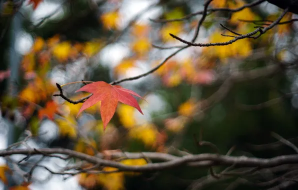 Осень, макро, ветки, лист