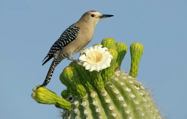 Картинка цветок, природа, птица, кактус