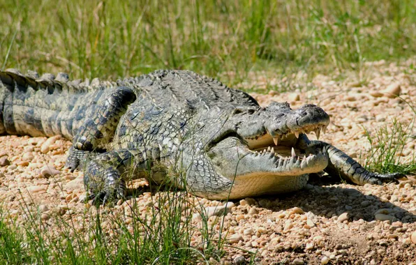 Картинка взгляд, Африка, солнечный свет, Нильский крокодил