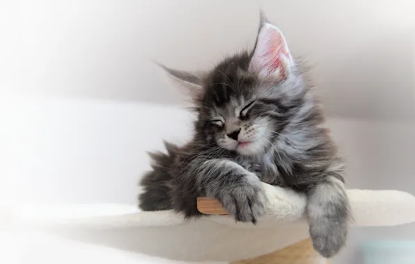 Кошка, поза, котенок, серый, сон, лапки, спит, лежит