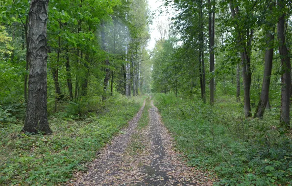 Лес, трава, природа, пасмурно