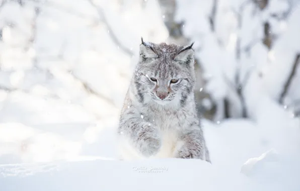 Картинка зима, кошка, снег, снежный, день, фотограф, белый фон, рысь