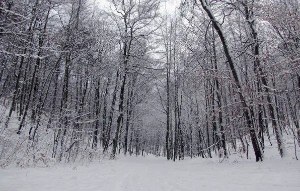 Зима, Деревья, Снег, Лес, Тропа, Мороз, Winter, Frost