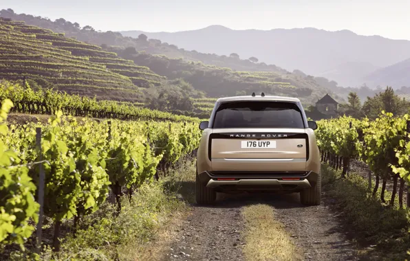 Range Rover, Автомобиль, Виноградник