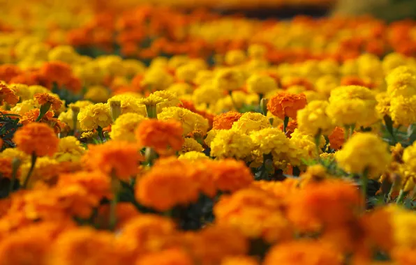 Макро, цветы, желтые, оранжевые, клумба, marigolds
