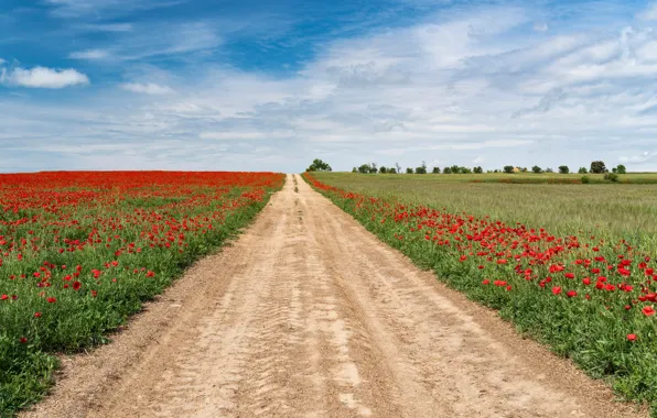 Картинка дорога, зелень, поле, лето, небо, трава, солнце, облака