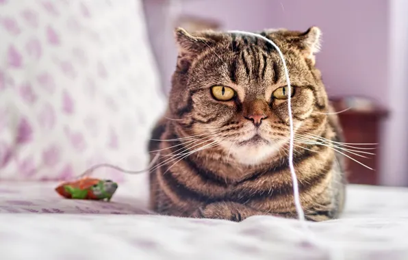 Кот, морда, игрушка, постель, веревочка