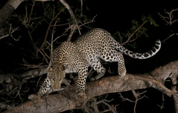 Картинка ночь, хищник, леопард, дикая кошка, на дереве