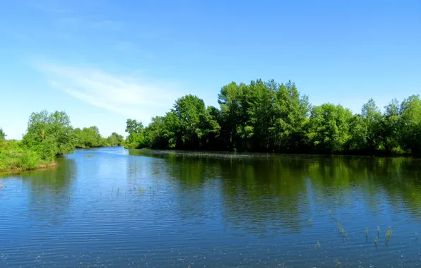 Лето, вода, деревья, обои