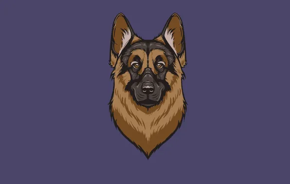 Морда, собака, минимализм, голова, dog, овчарка, shepherd