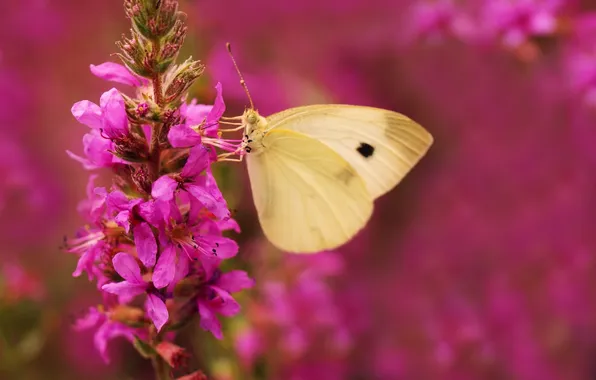 Картинка цветок, природа, нектар, бабочка, крылья, насекомое