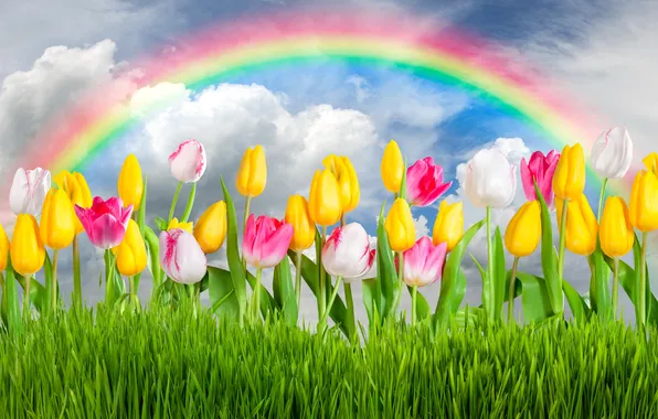 Картинка цветы, весна, colorful, тюльпаны, rainbow, grass, sunshine, sky