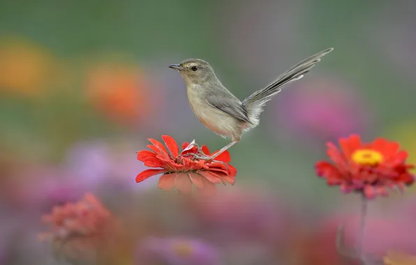 Цветок, природа, птица, хвост
