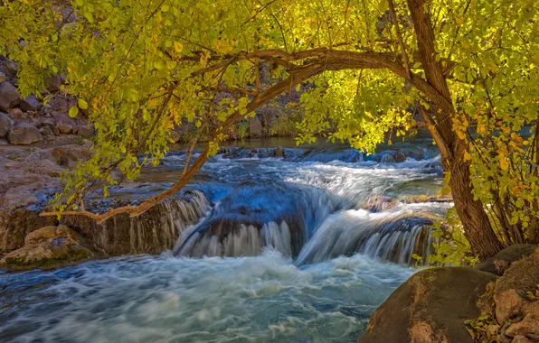 Картинка осень, река, камни, дерево, пороги