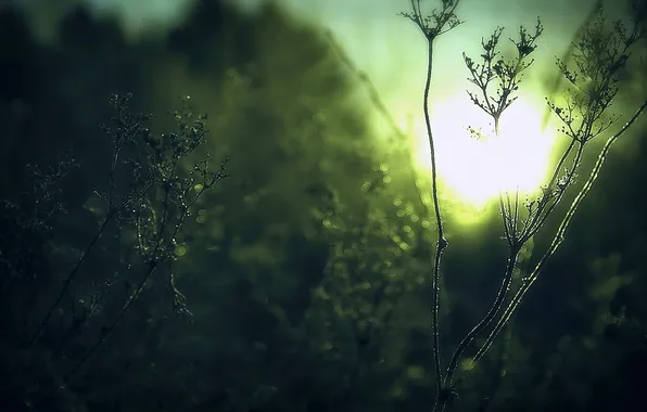 Картинка трава, солнце, свет, растения