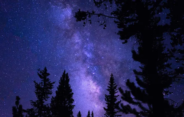 Небо, деревья, ночь, природа, звёзды, USA, США, силуэты