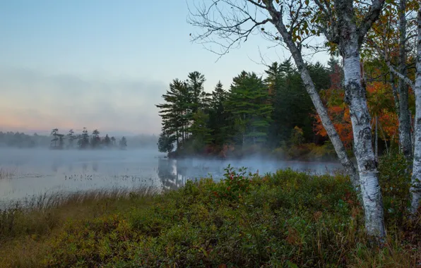 Картинка осень, лес, небо, деревья, природа, туман, река, утро