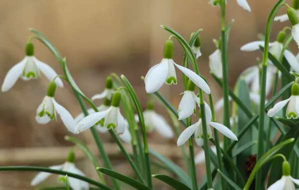 White, flower, spring, snowdrops, blooming