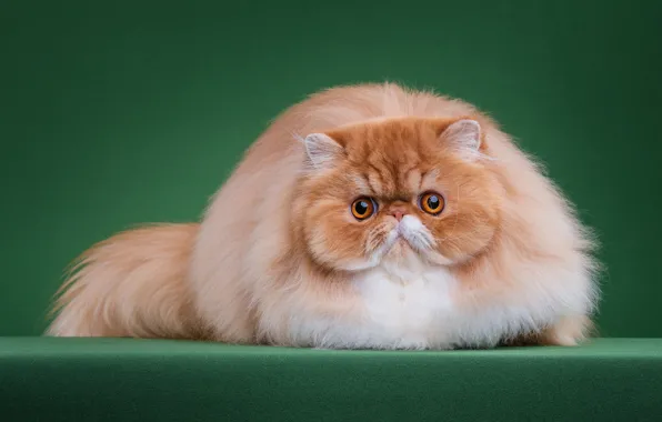 Кошка, кот, взгляд, морда, поза, портрет, пушистый, рыжий