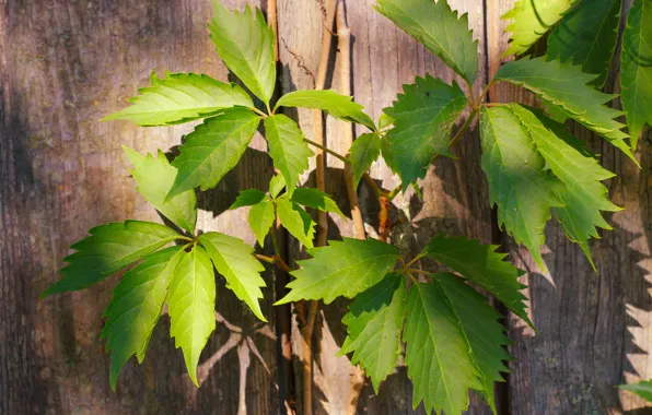 Green, leaf, climber