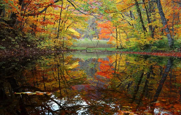 Картинка осень, лес, деревья, озеро, пруд