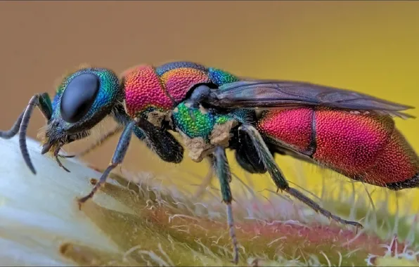 Картинка макро, муха, macro, насекомое, fly, insect