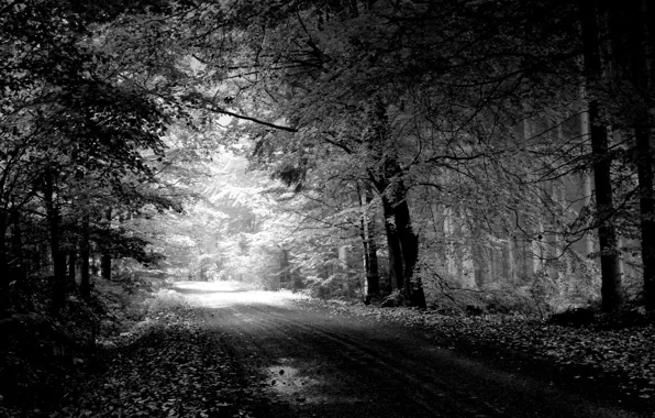 Дорога, деревья, природа, чёрно-белое, Пейзаж