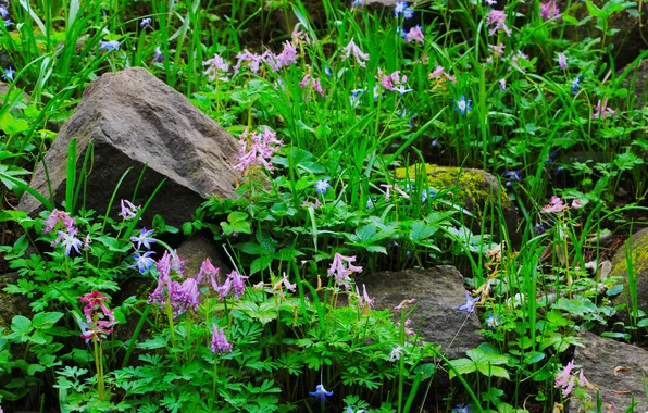 Flower, stones, plant, moss
