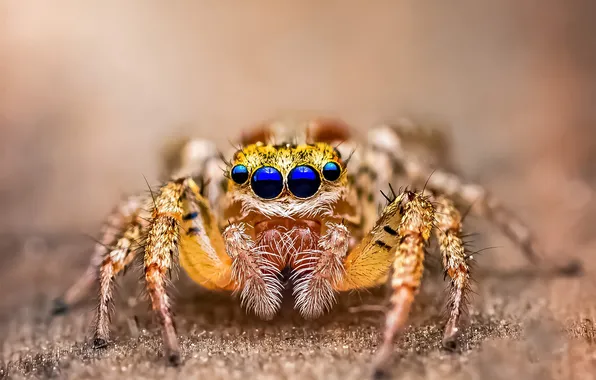 Spider, legs, eyes