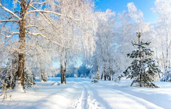 Зима, снег, деревья, Россия, Усманский бор, Воронежская область