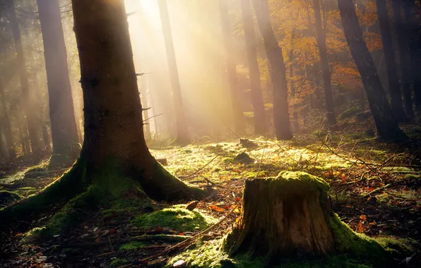 Картинка лес, свет, тень, by Robin de Blanche, Breaking Light