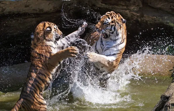 Вода, брызги, тигры, зоо