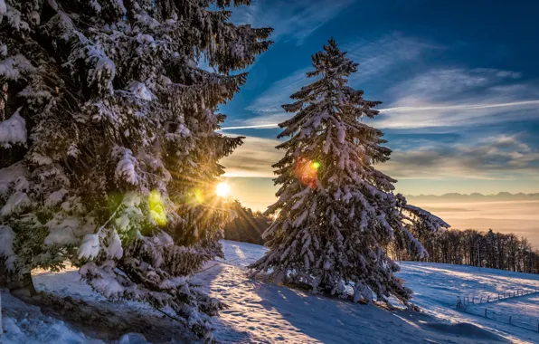 Зима, лес, солнце, снег, Швейцария, Grenchenberg