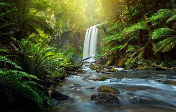 Лес, река, водопад, Австралия, папоротник, Australia, Victoria, The Otways