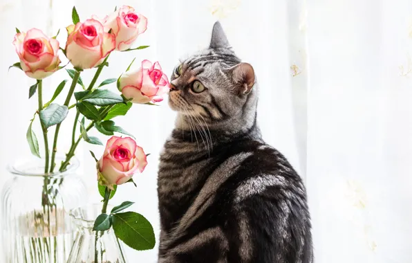 Кошка, кот, взгляд, цветы, розы, букет, окно, занавески