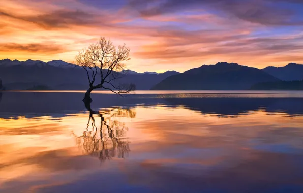 Отражения, закат, горы, озеро, дерево, вечер, Новая Зеландия